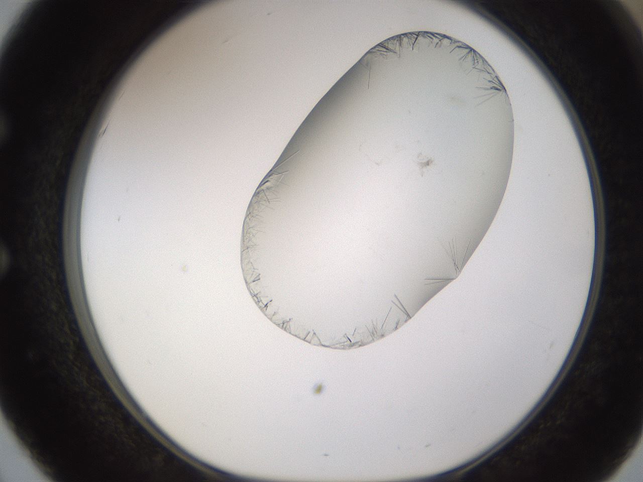 folderID648_plateID2648_batchID13239_wellNum51_profileID1_d1_r210830_ef.jpg