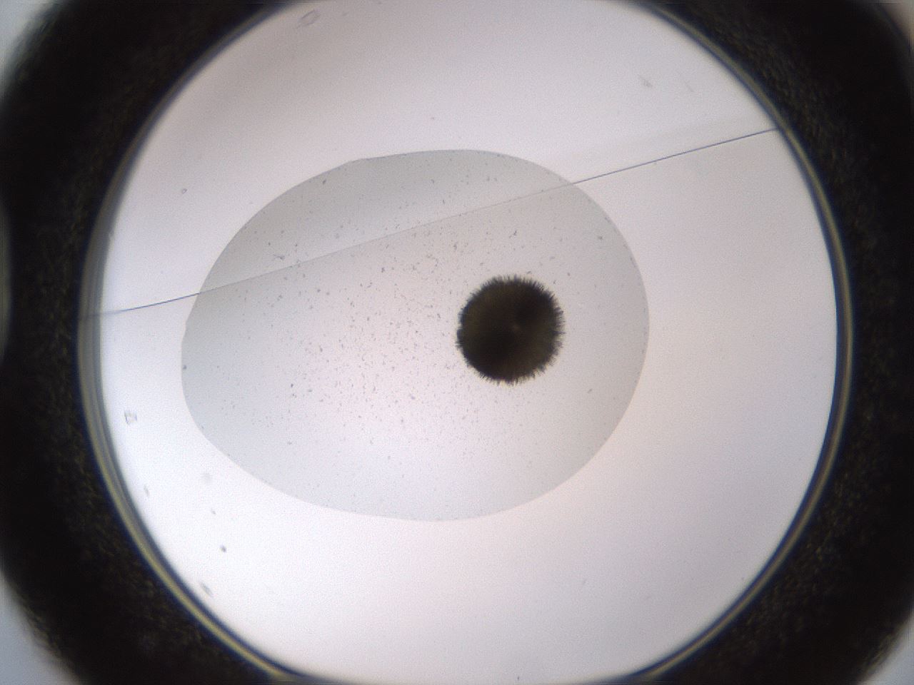 folderID652_plateID1652_batchID6912_wellNum37_profileID1_d1_r110396_ef.jpg