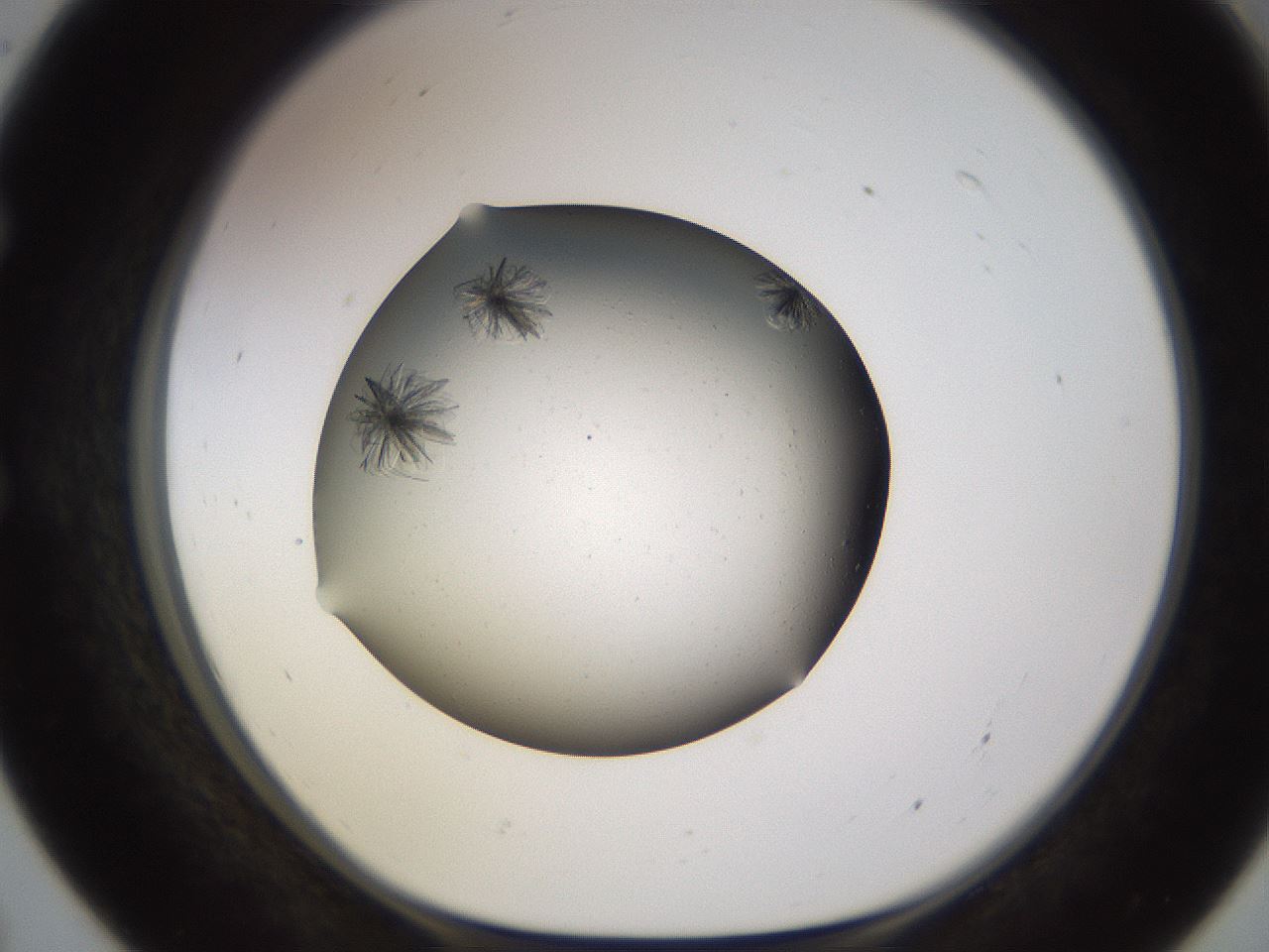 folderID652_plateID1652_batchID6912_wellNum55_profileID1_d1_r110409_ef.jpg