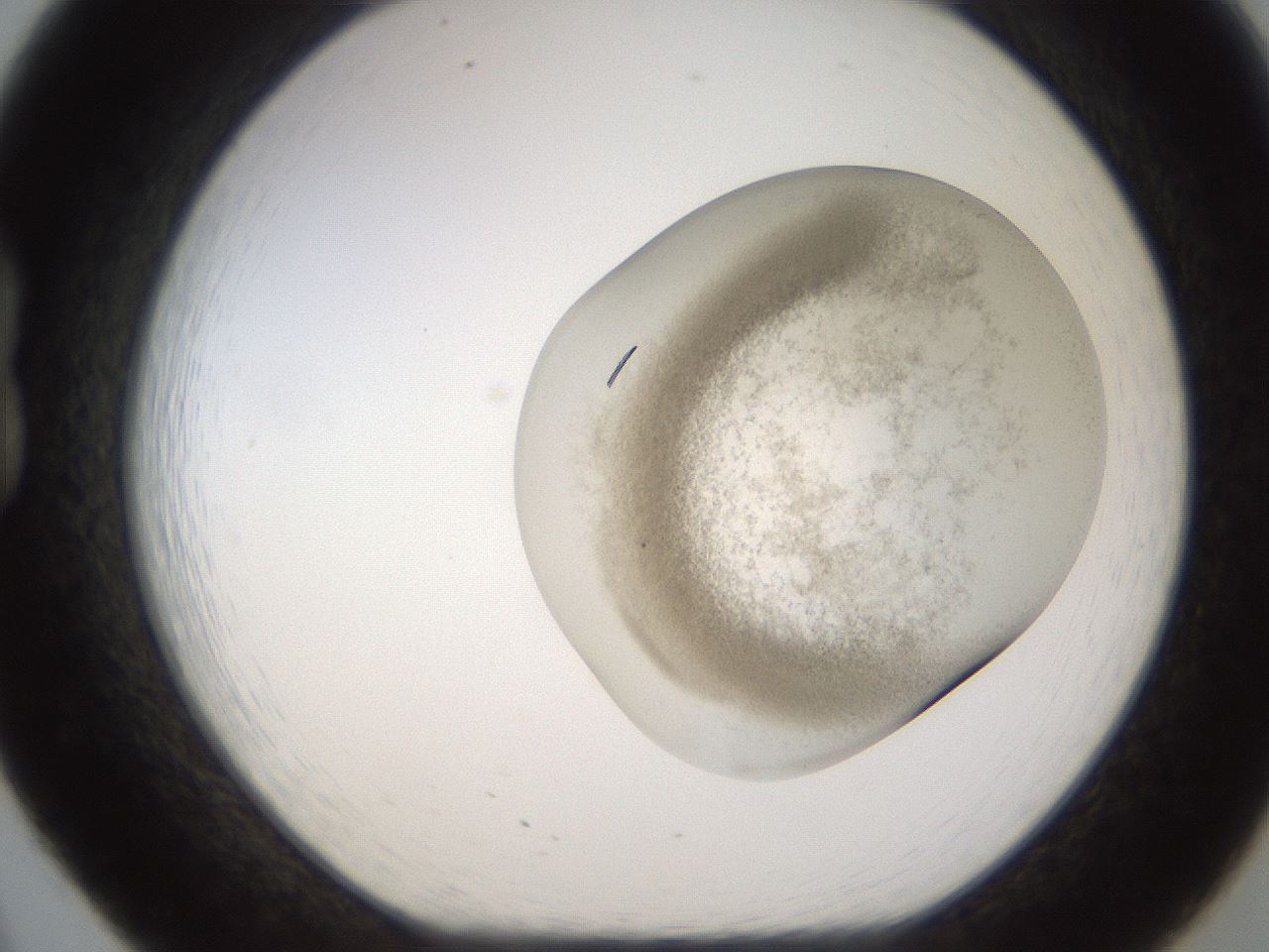 folderID696_plateID2696_batchID14118_wellNum20_profileID1_d1_r220766_ef.jpg