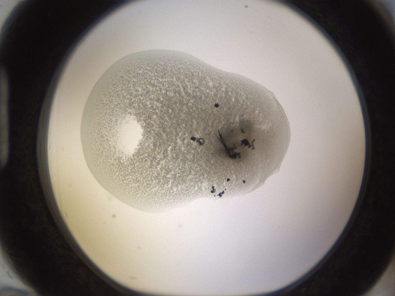 folderID701_plateID1701_batchID7117_wellNum94_profileID1_d1_r113528_ef.jpg