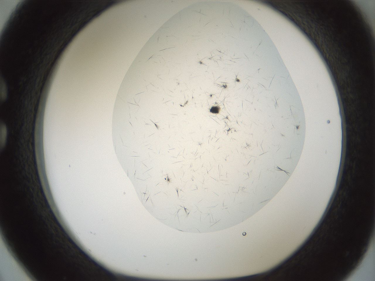folderID705_plateID2705_batchID14086_wellNum26_profileID1_d1_r221348_ef.jpg