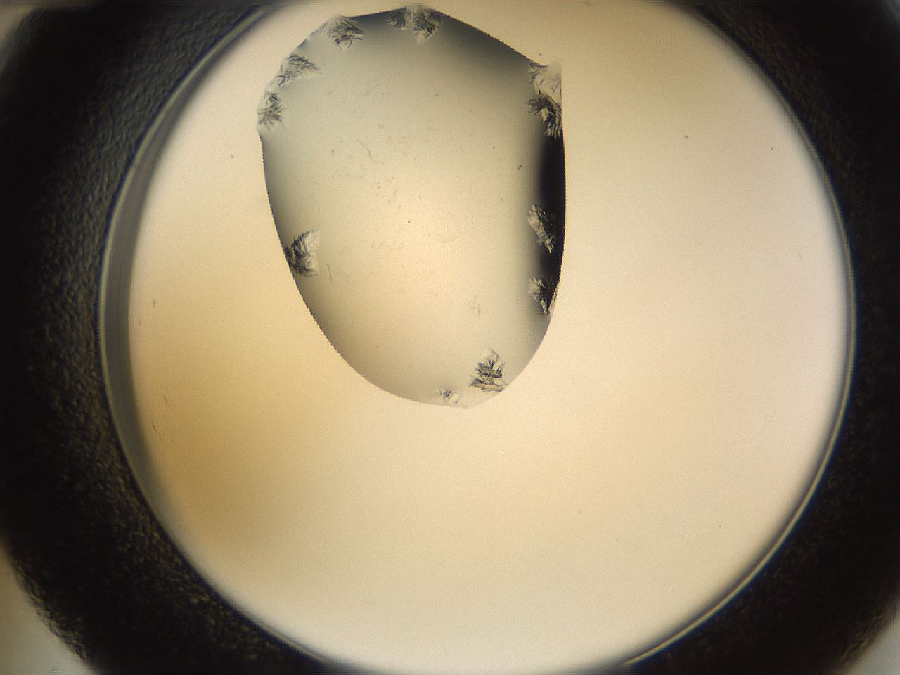 folderID648_plateID2648_batchID13239_wellNum48_profileID1_d2_r210825_ef.jpg