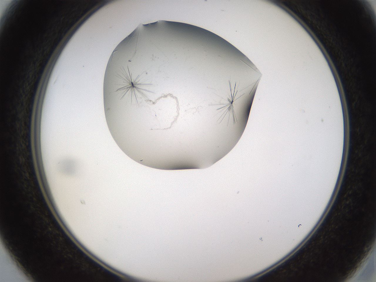 folderID648_plateID2648_batchID13239_wellNum15_profileID1_d2_r210759_ef.jpg