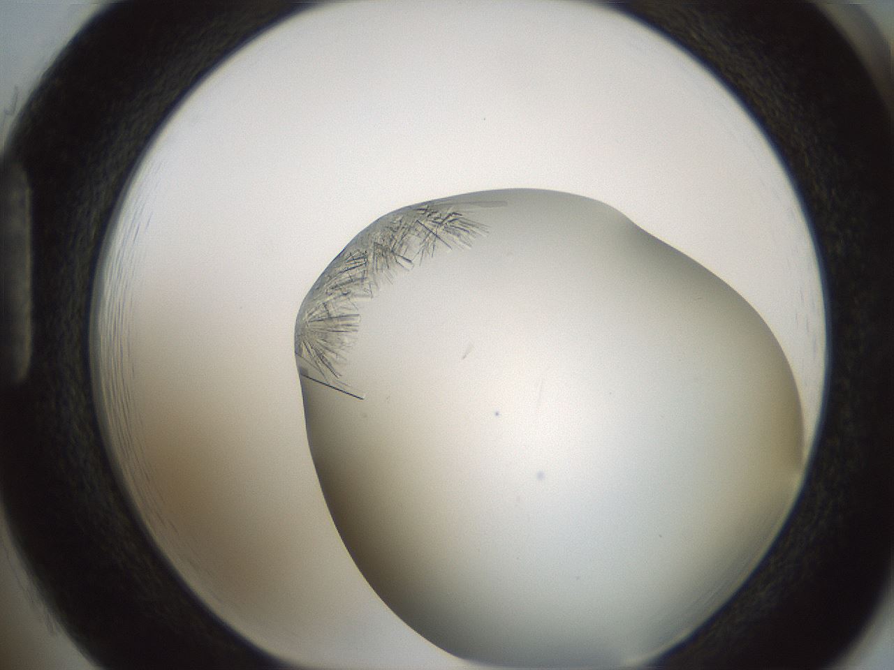 folderID850_plateID2850_batchID15358_wellNum85_profileID1_d1_r233004_ef.jpg