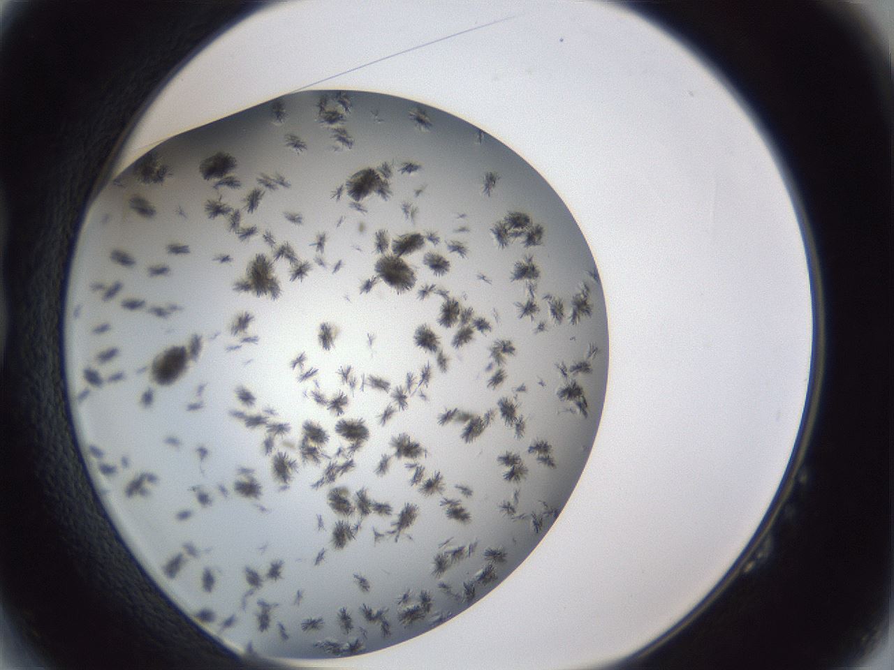 folderID899_plateID1899_batchID8120_wellNum14_profileID1_d1_r126969_ef.jpg