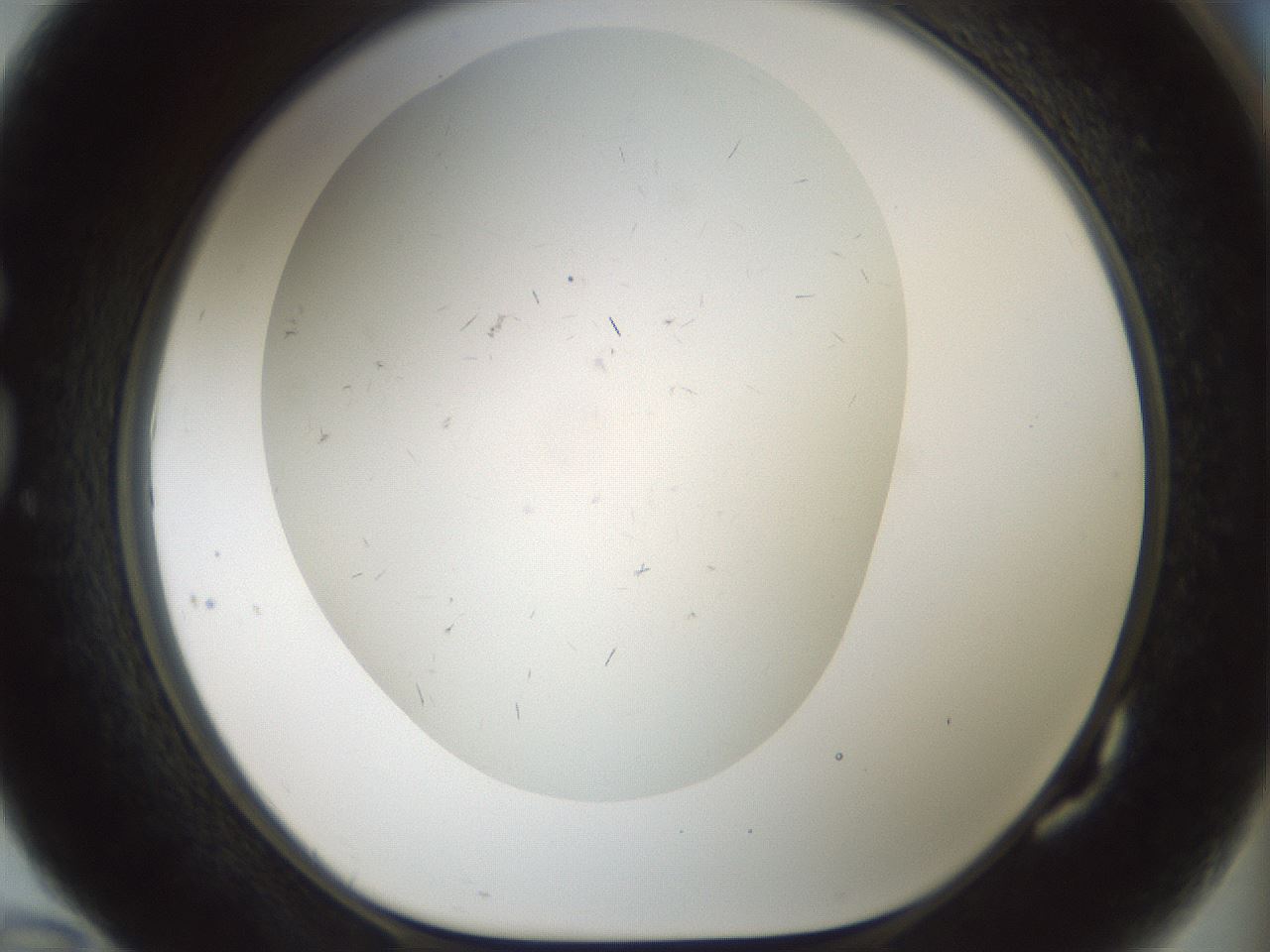 folderID705_plateID2705_batchID14086_wellNum82_profileID1_d1_r221404_ef.jpg