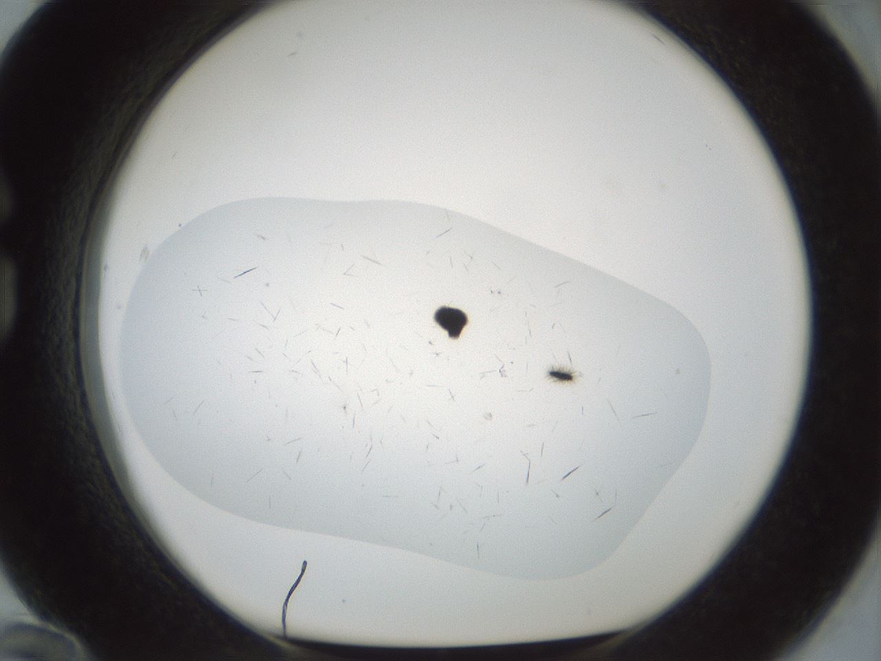 folderID705_plateID2705_batchID14086_wellNum84_profileID1_d1_r221406_ef.jpg