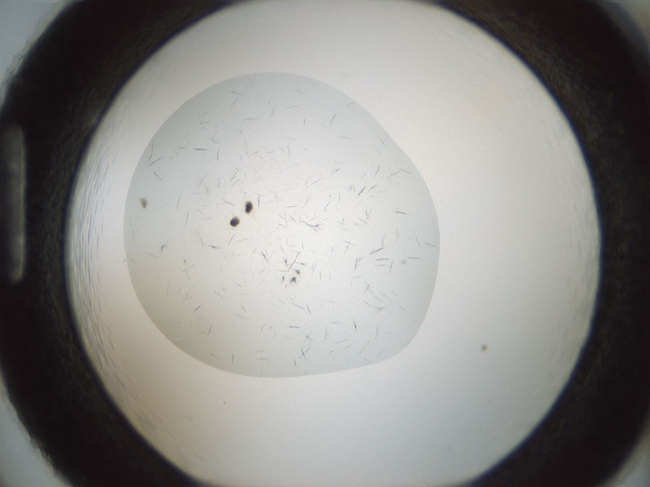 folderID705_plateID2705_batchID14086_wellNum86_profileID1_d1_r221408_ef.jpg