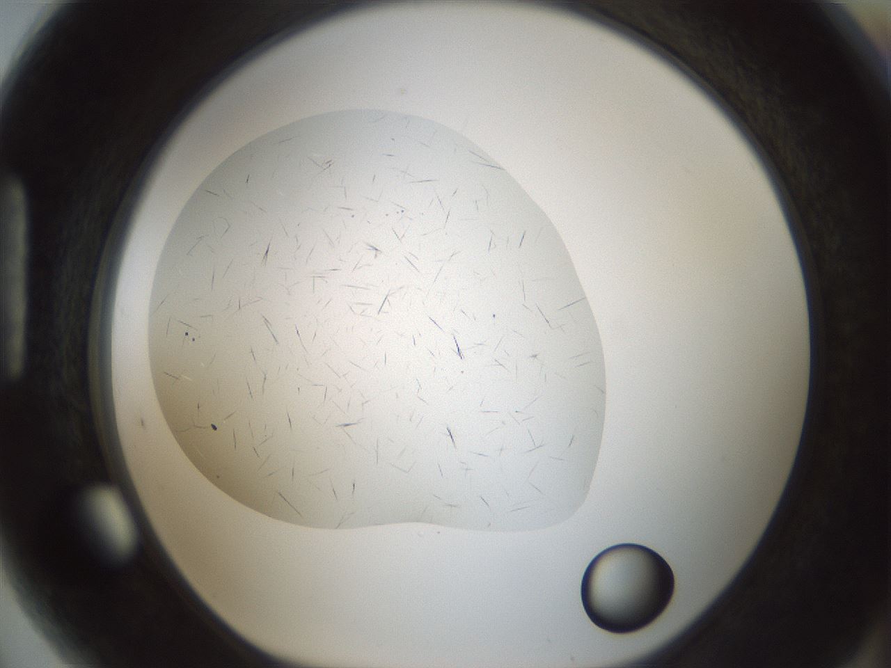 folderID705_plateID2705_batchID14086_wellNum89_profileID1_d1_r221411_ef.jpg