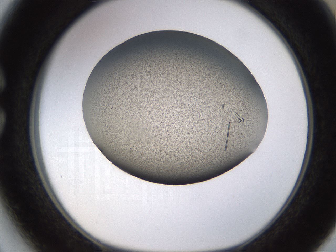 folderID741_plateID1741_batchID7298_wellNum27_profileID1_d1_r115517_ef.jpg