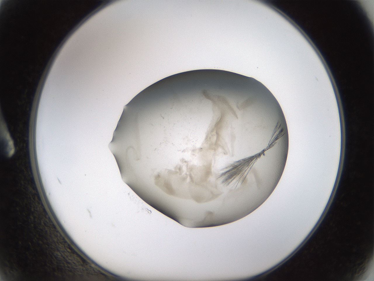 folderID760_plateID1760_batchID7396_wellNum2_profileID1_d1_r117139_ef.jpg