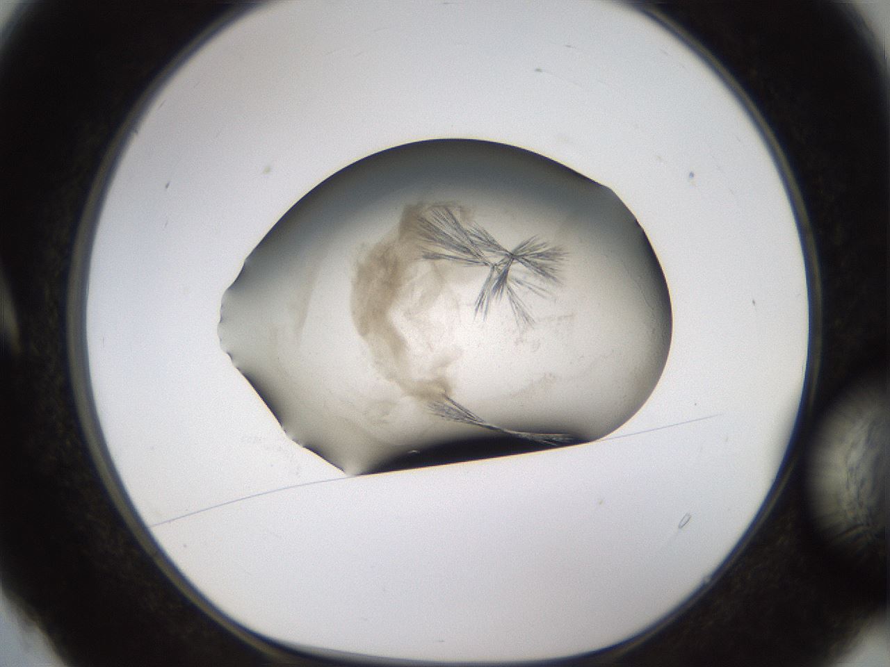 folderID760_plateID1760_batchID7396_wellNum4_profileID1_d1_r117141_ef.jpg