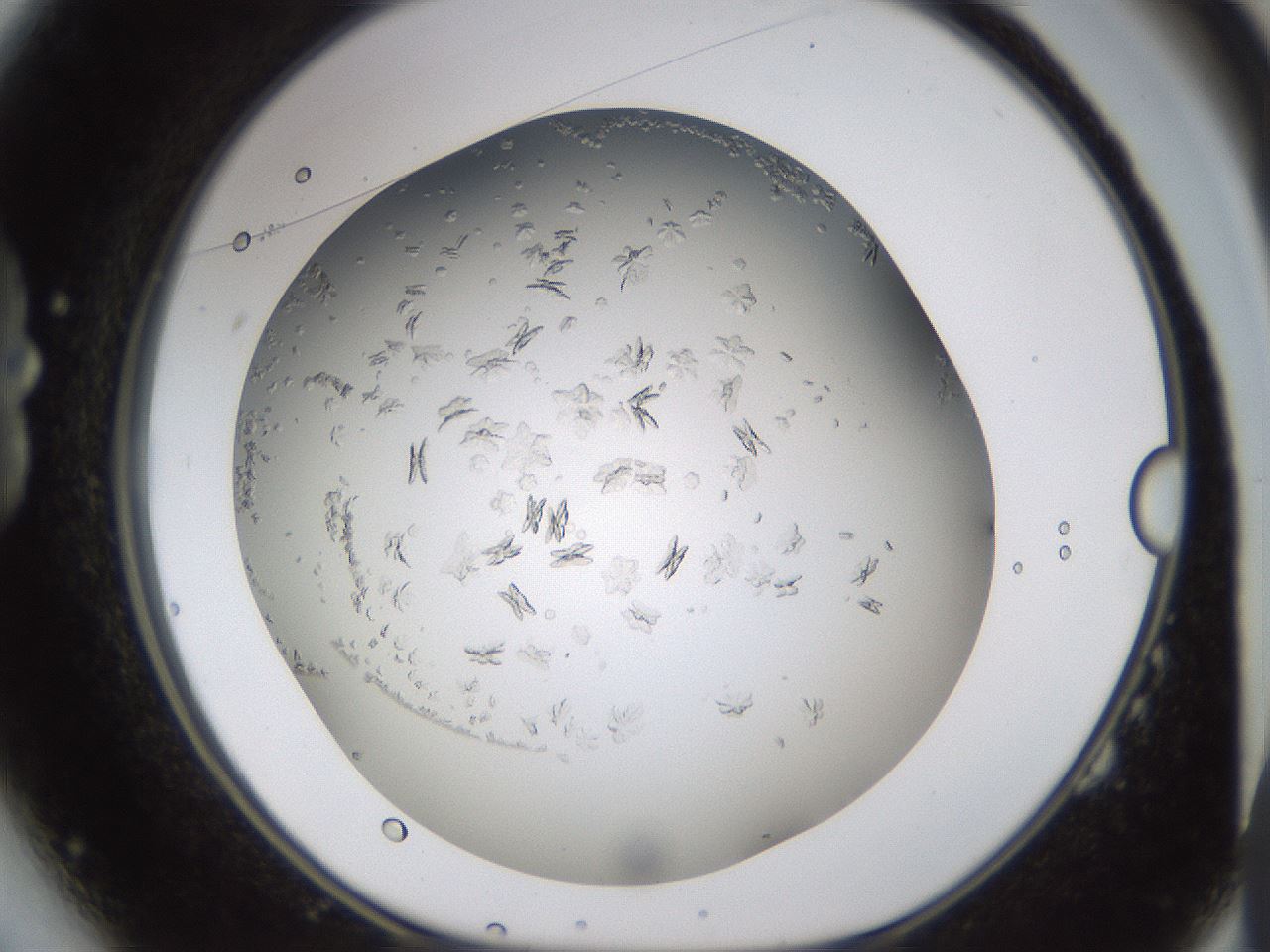 folderID779_plateID2779_batchID14695_wellNum14_profileID1_d1_r228055_ef.jpg
