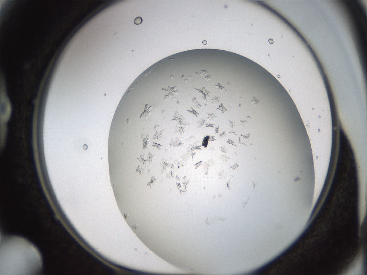 folderID779_plateID2779_batchID14695_wellNum15_profileID1_d1_r228056_ef.jpg