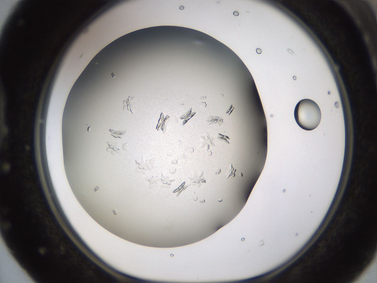 folderID779_plateID2779_batchID14695_wellNum40_profileID1_d1_r228081_ef.jpg