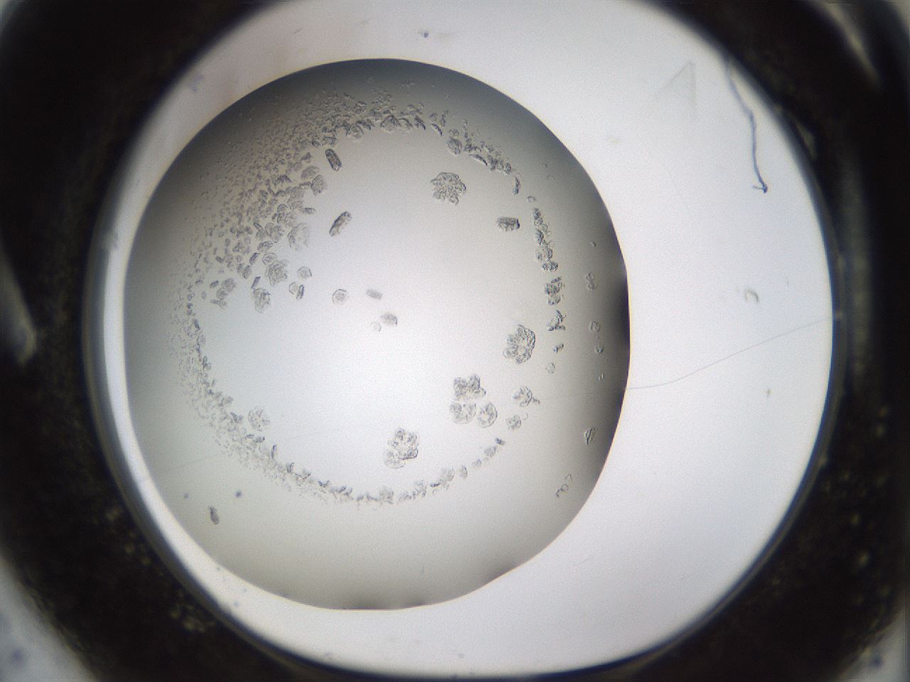 folderID779_plateID2779_batchID14695_wellNum6_profileID1_d1_r228047_ef.jpg