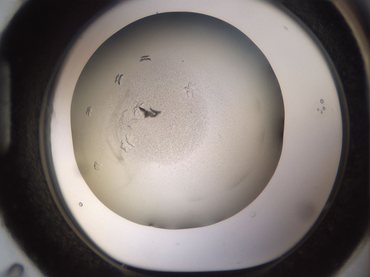 folderID779_plateID2779_batchID14695_wellNum95_profileID1_d1_r228136_ef.jpg