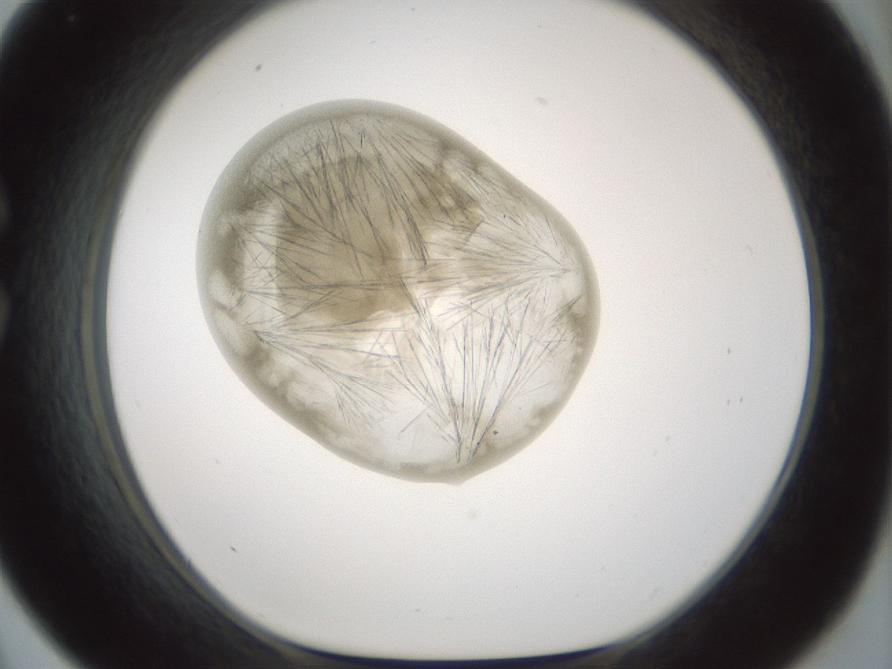 folderID791_plateID2791_batchID14915_wellNum33_profileID1_d1_r229000_ef.jpg