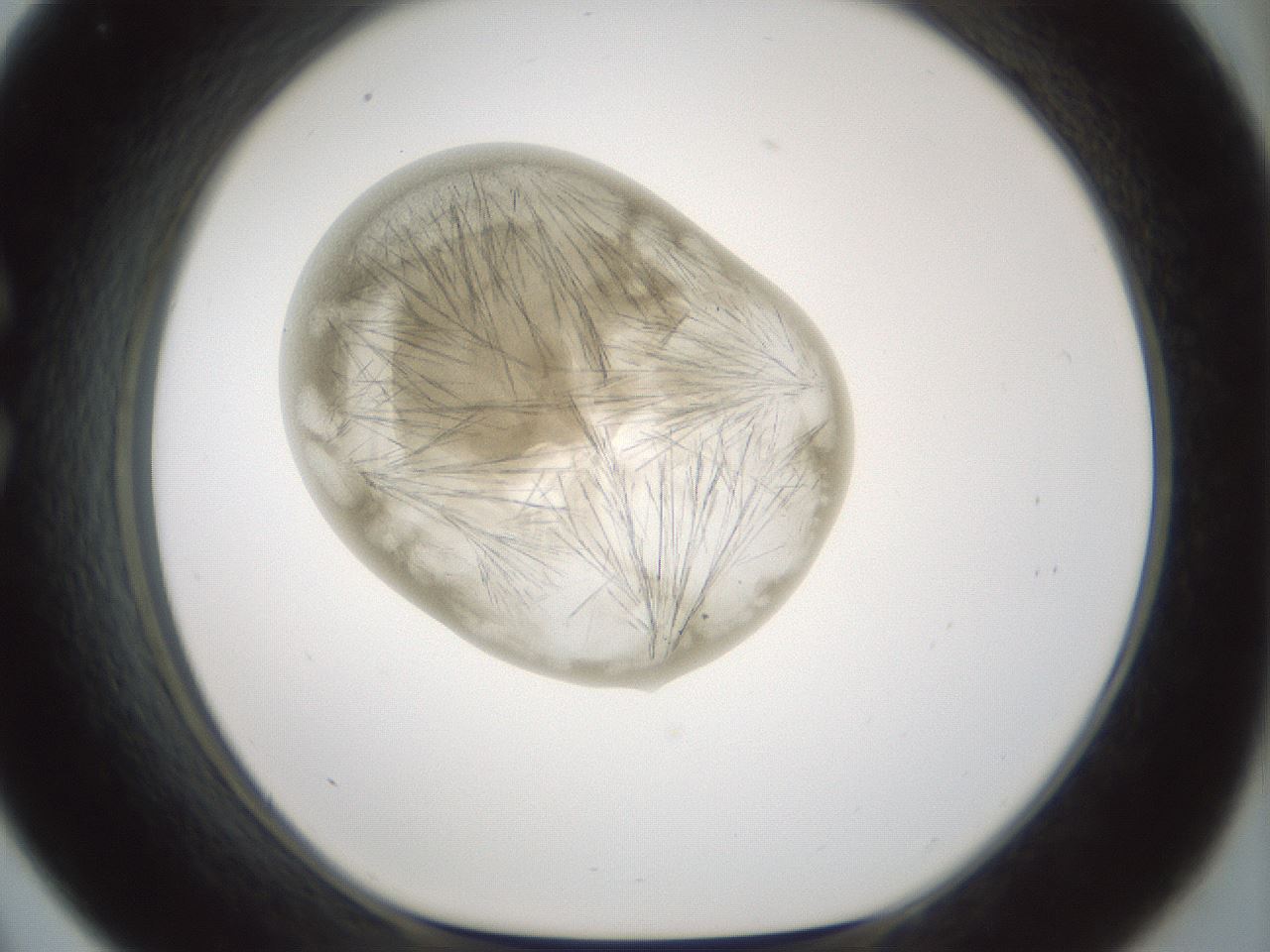 folderID791_plateID2791_batchID14940_wellNum33_profileID1_d1_r229000_ef.jpg