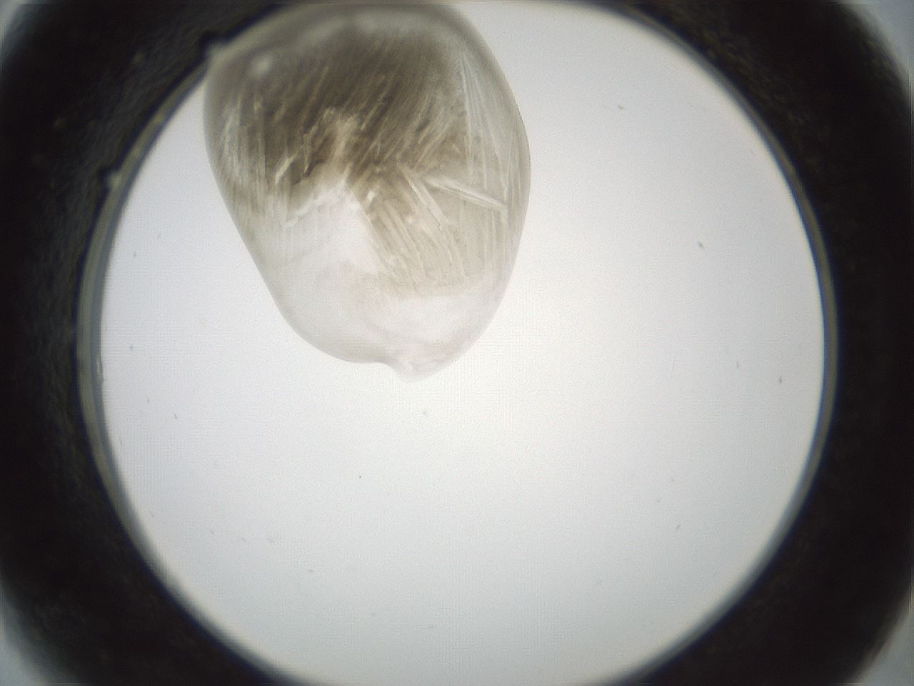 folderID797_plateID2797_batchID14946_wellNum6_profileID1_d2_r230099_ef.jpg