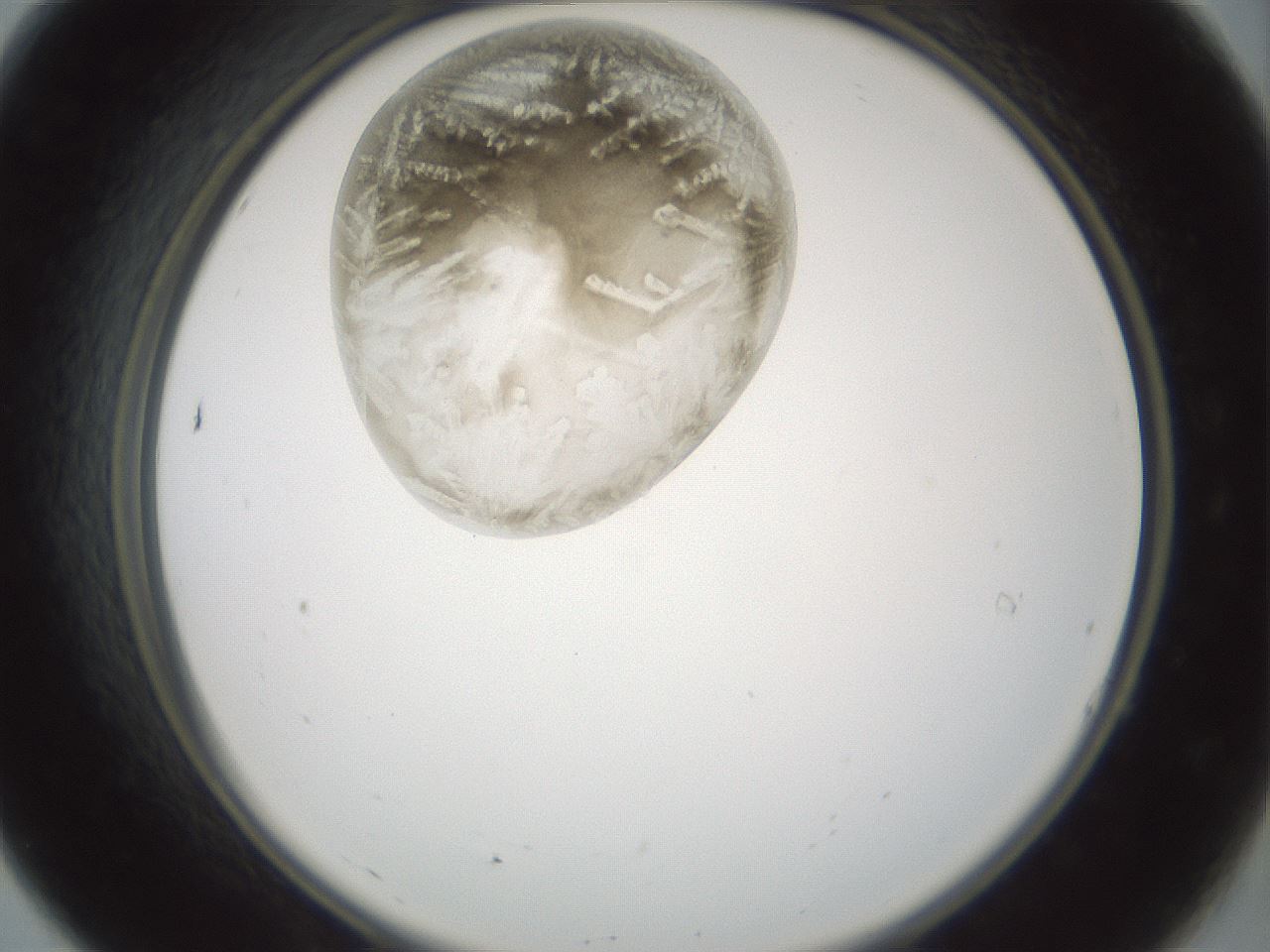 folderID797_plateID2797_batchID14946_wellNum7_profileID1_d2_r230101_ef.jpg