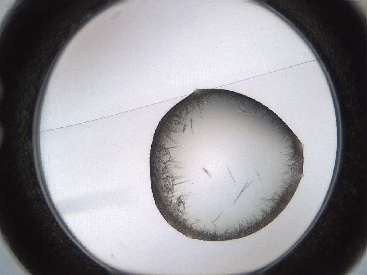 folderID802_plateID2802_batchID14957_wellNum25_profileID1_d1_r228480_ef.jpg