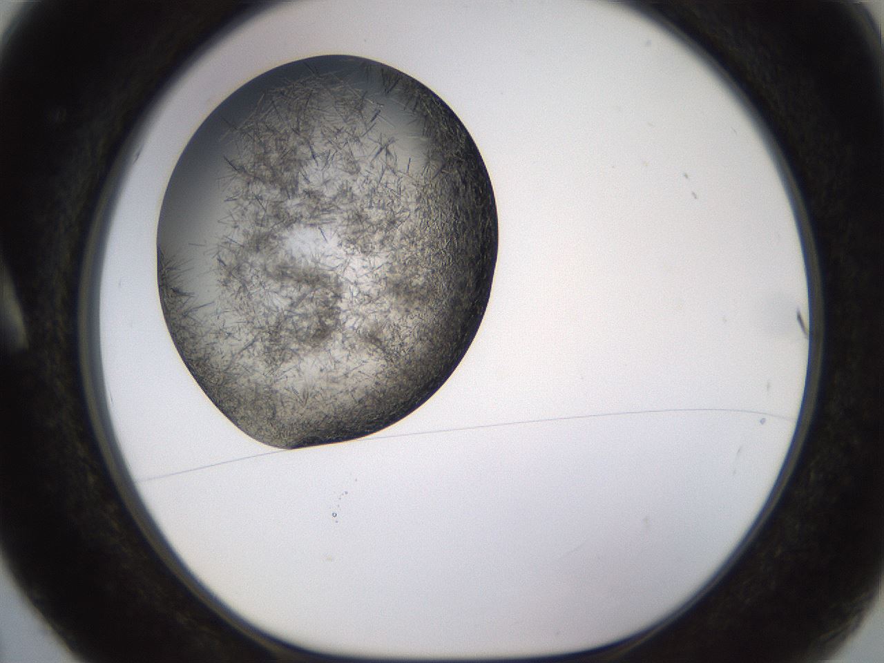 folderID802_plateID2802_batchID14957_wellNum5_profileID1_d1_r228460_ef.jpg