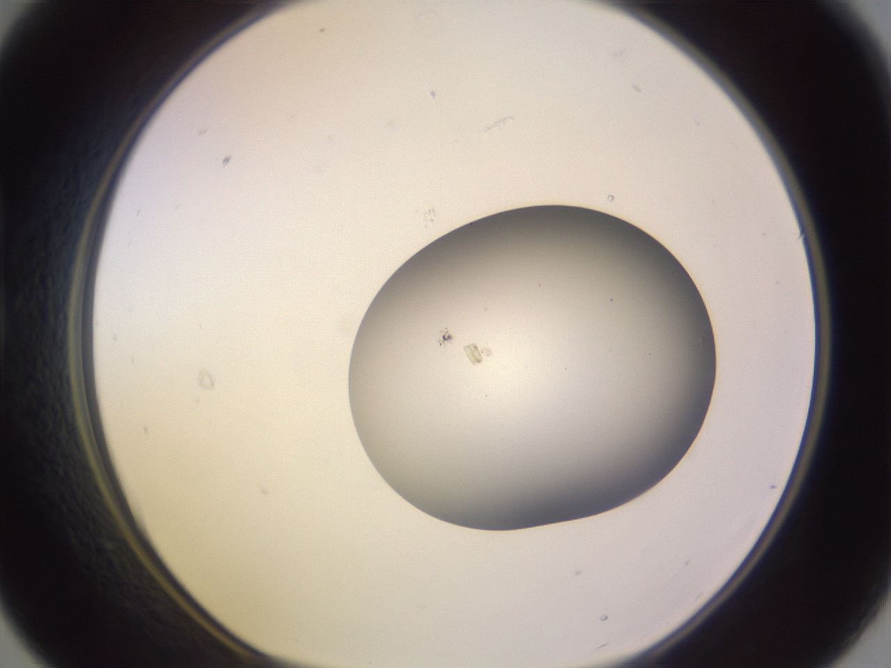 folderID793_plateID2793_batchID14914_wellNum21_profileID1_d1_r228784_ef.jpg