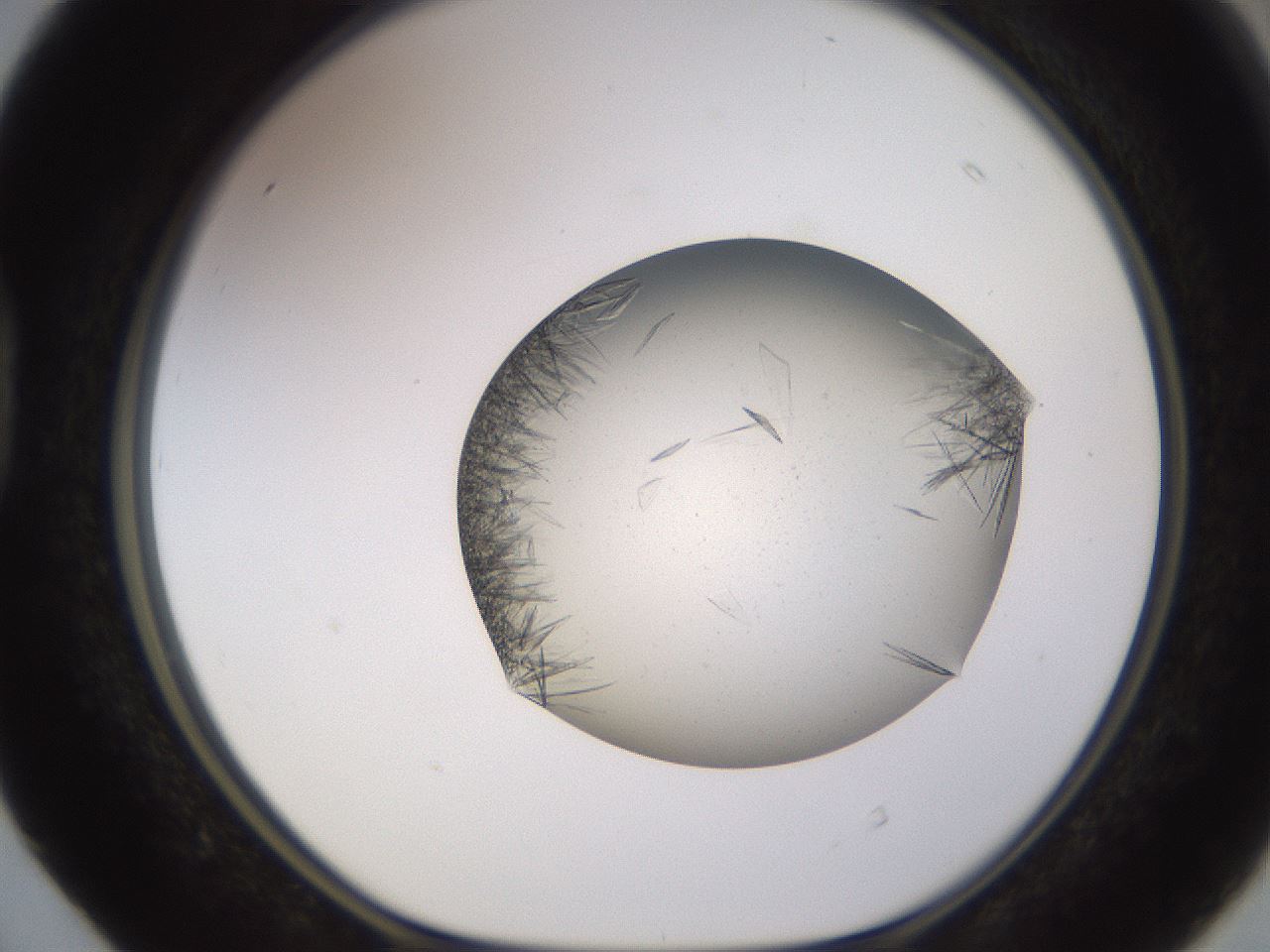 folderID802_plateID2802_batchID14957_wellNum40_profileID1_d1_r228495_ef.jpg