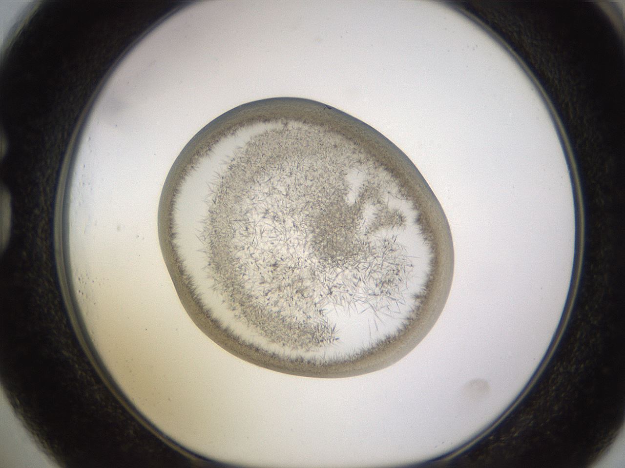 folderID802_plateID2802_batchID14957_wellNum73_profileID1_d1_r228528_ef.jpg