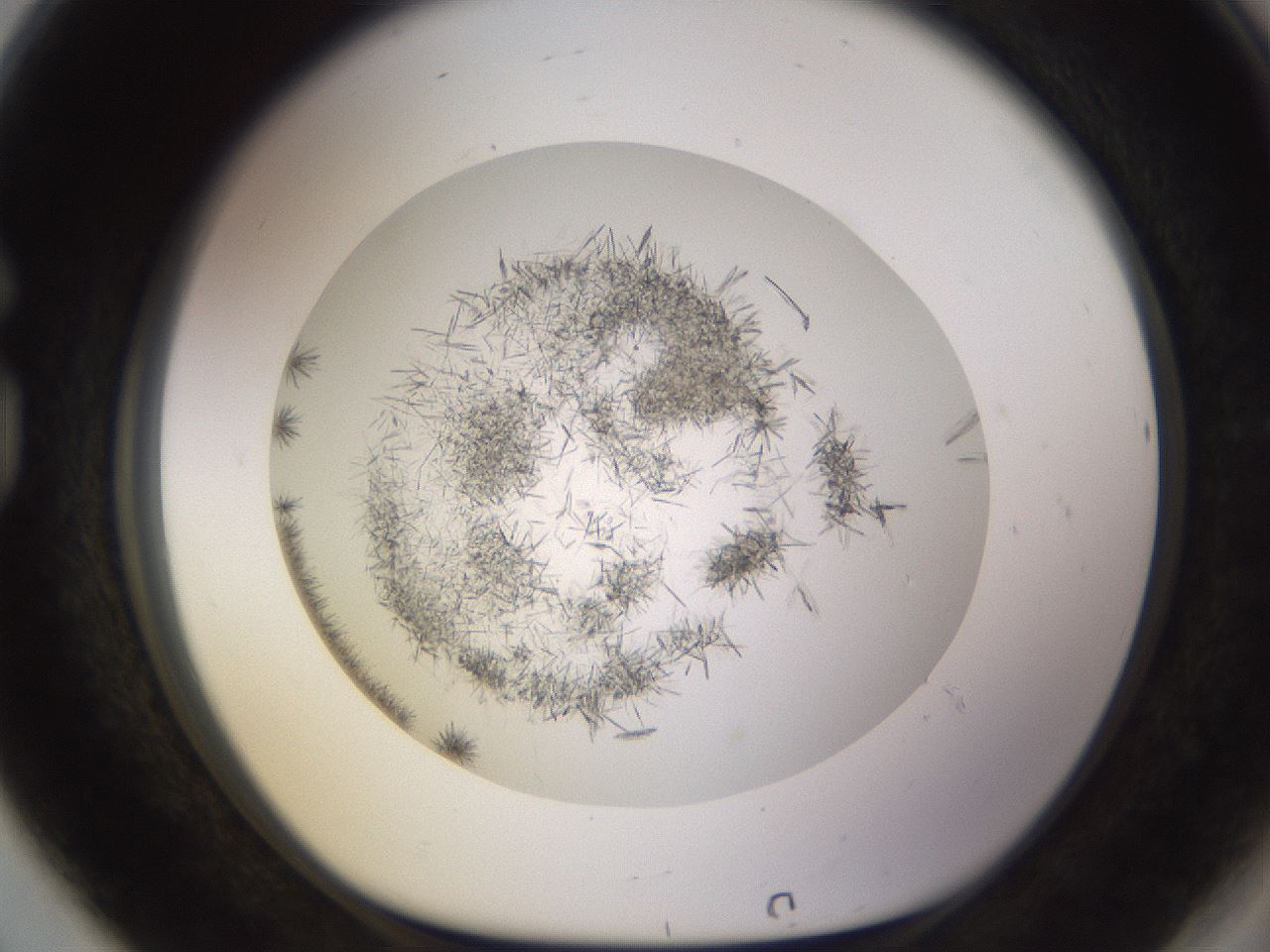 folderID802_plateID2802_batchID14957_wellNum80_profileID1_d1_r228535_ef.jpg