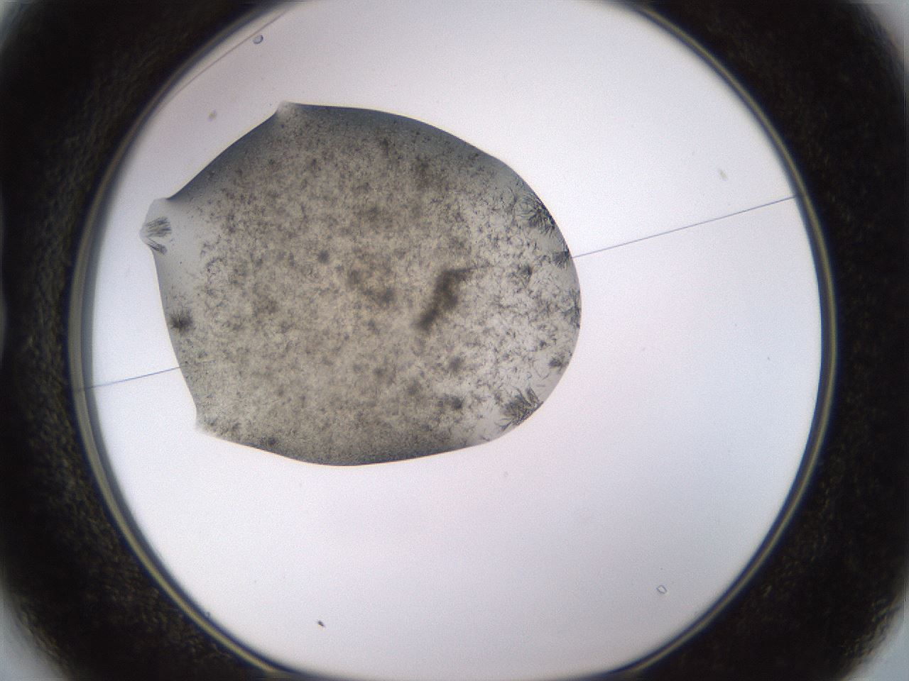 folderID815_plateID1815_batchID7658_wellNum13_profileID1_d1_r120717_ef.jpg