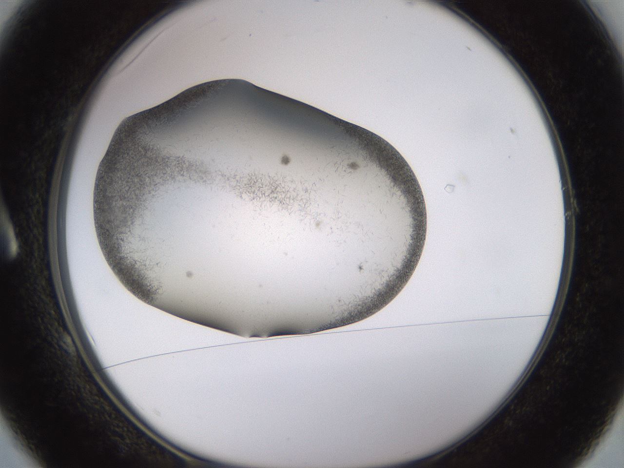 folderID815_plateID1815_batchID7658_wellNum1_profileID1_d1_r120705_ef.jpg