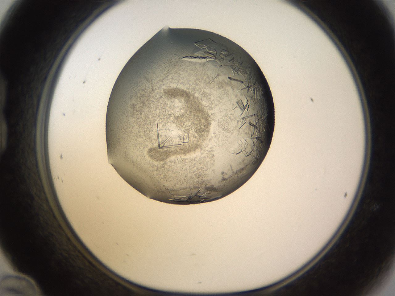 folderID815_plateID1815_batchID7658_wellNum24_profileID1_d1_r120728_ef.jpg