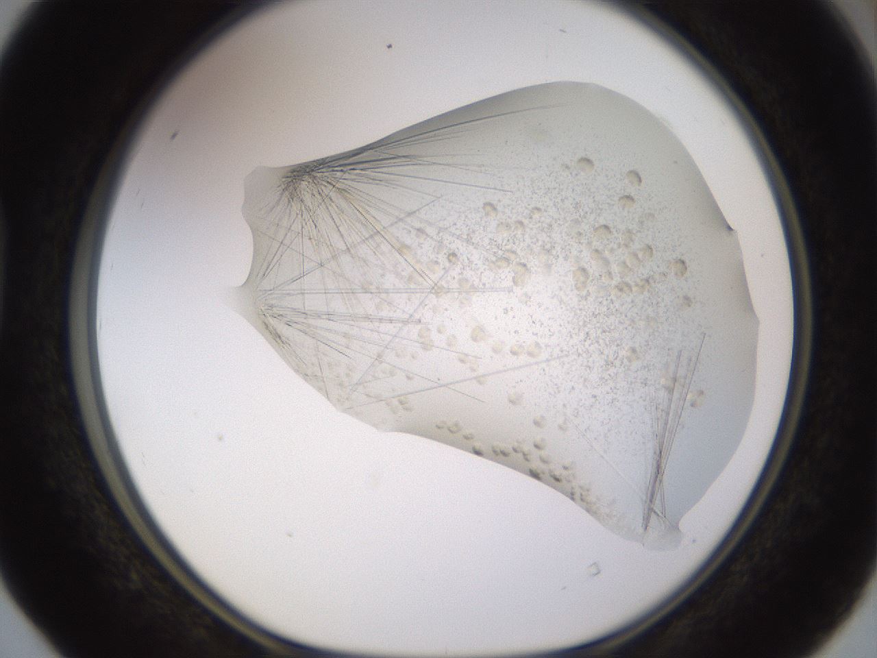 folderID816_plateID1816_batchID7659_wellNum40_profileID1_d1_r120936_ef.jpg