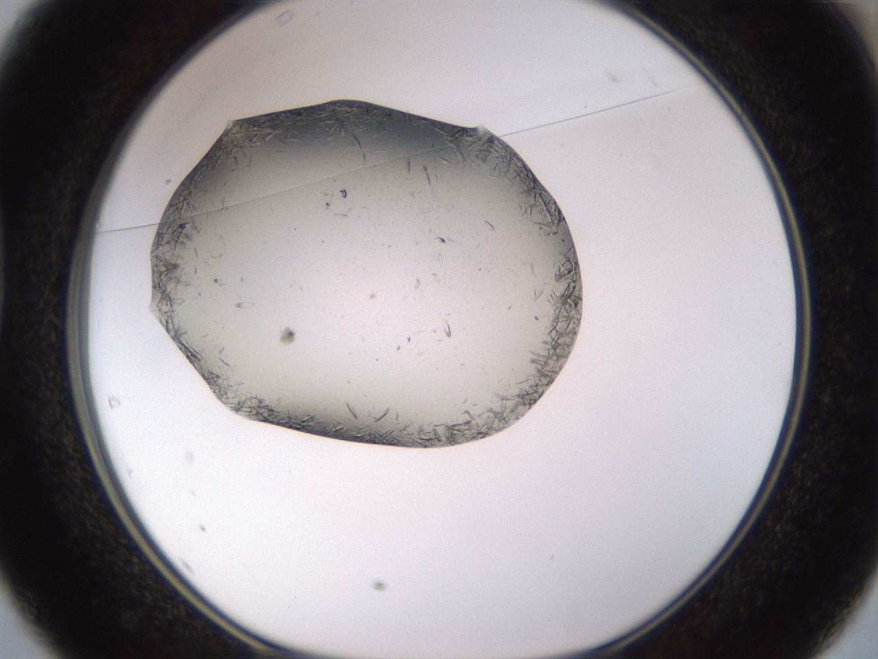 folderID815_plateID1815_batchID7658_wellNum37_profileID1_d1_r120741_ef.jpg