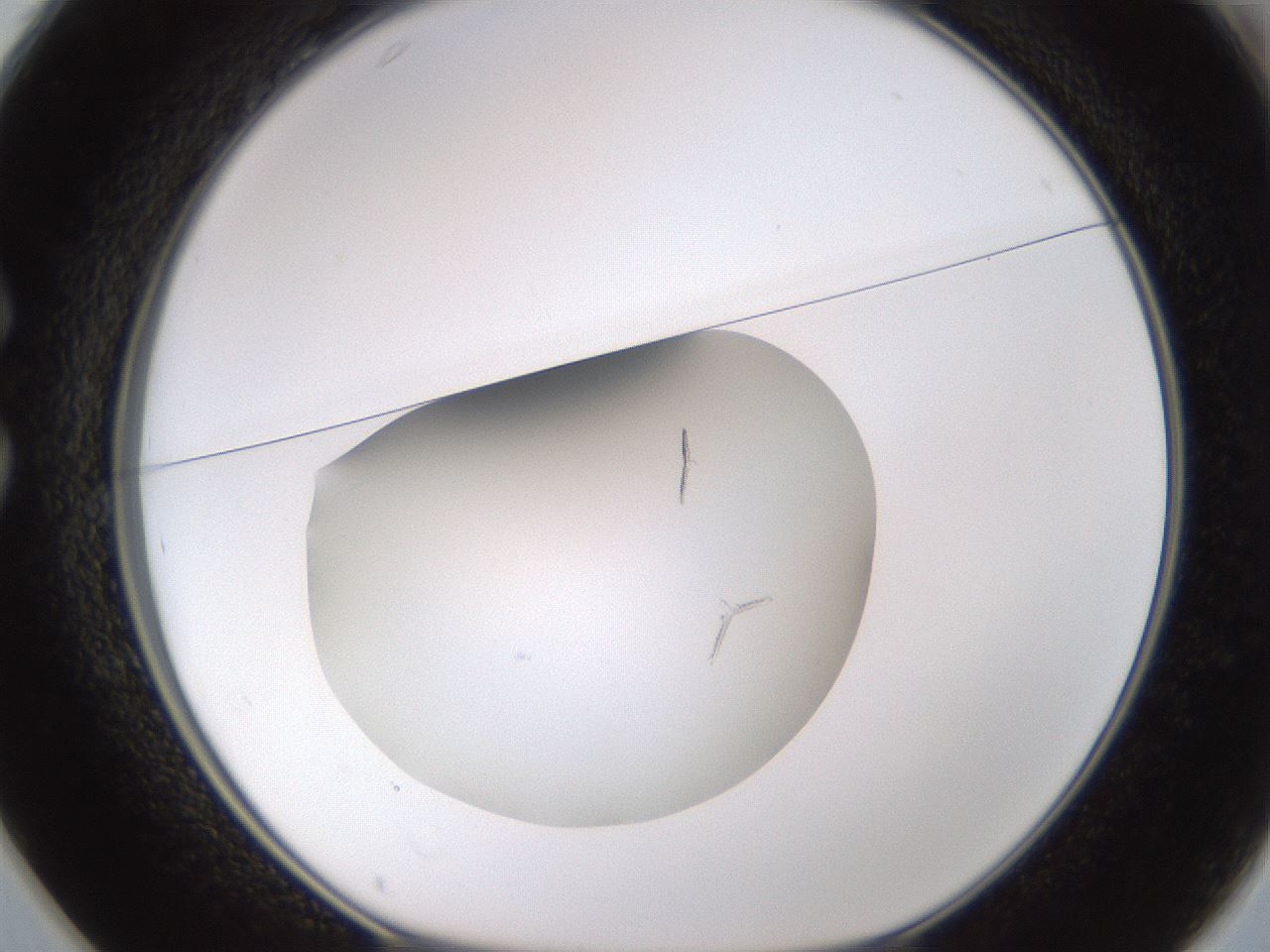 folderID834_plateID2834_batchID15070_wellNum25_profileID1_d1_r232545_ef.jpg