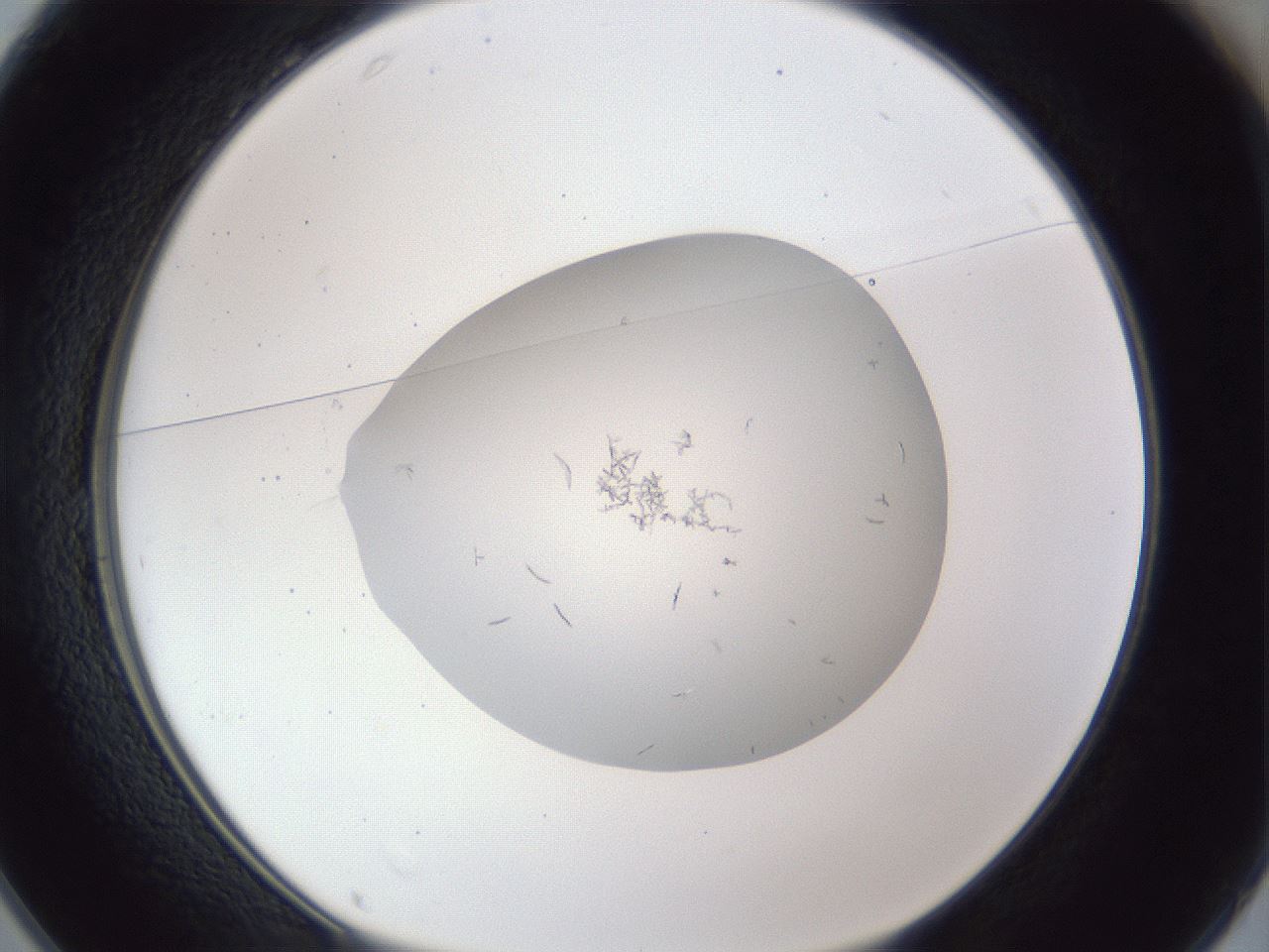 folderID848_plateID1848_batchID7905_wellNum25_profileID1_d1_r125518_ef.jpg