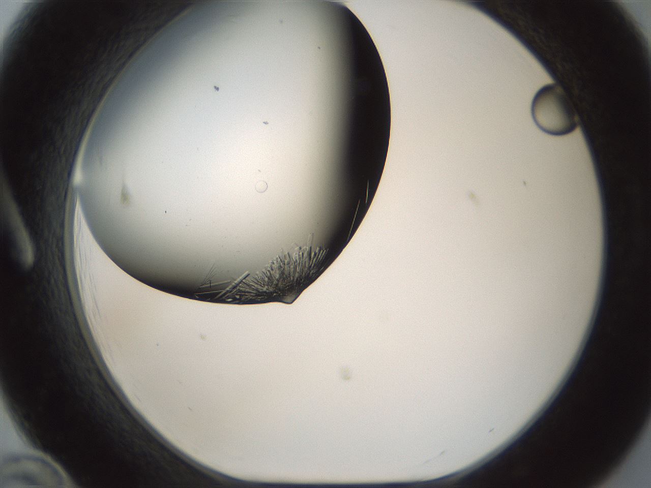folderID849_plateID2849_batchID15356_wellNum12_profileID1_d1_r232835_ef.jpg