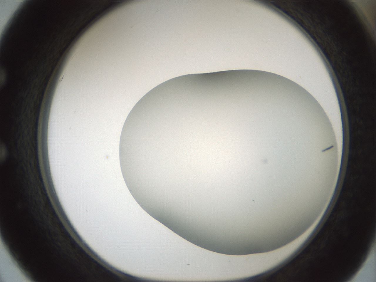 folderID849_plateID2849_batchID15356_wellNum51_profileID1_d1_r232874_ef.jpg
