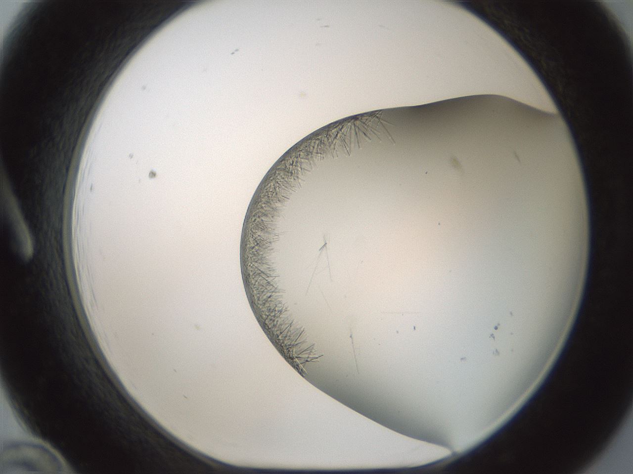 folderID850_plateID2850_batchID15358_wellNum12_profileID1_d1_r232931_ef.jpg