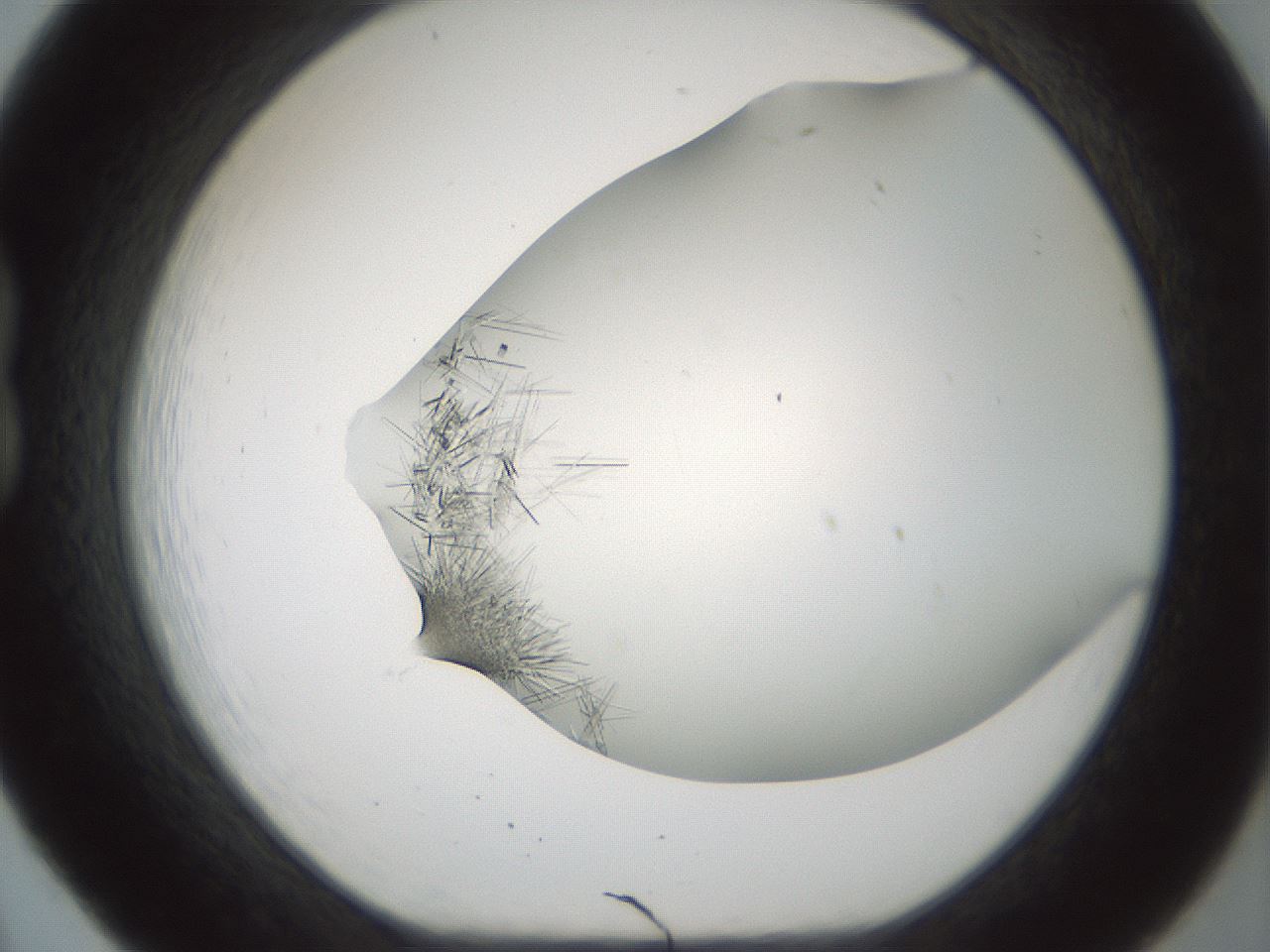 folderID850_plateID2850_batchID15358_wellNum20_profileID1_d1_r232939_ef.jpg