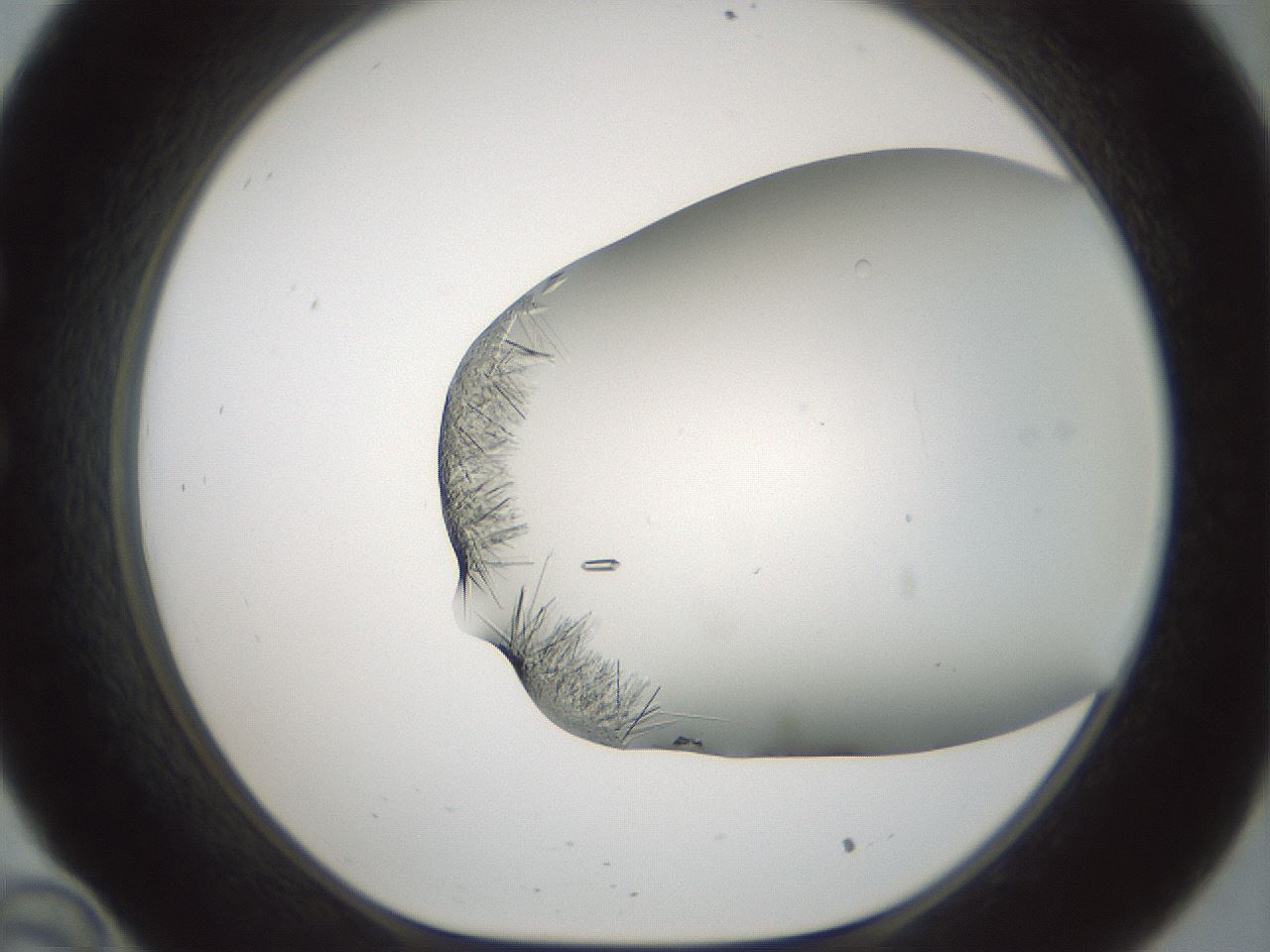 folderID850_plateID2850_batchID15358_wellNum34_profileID1_d1_r232953_ef.jpg
