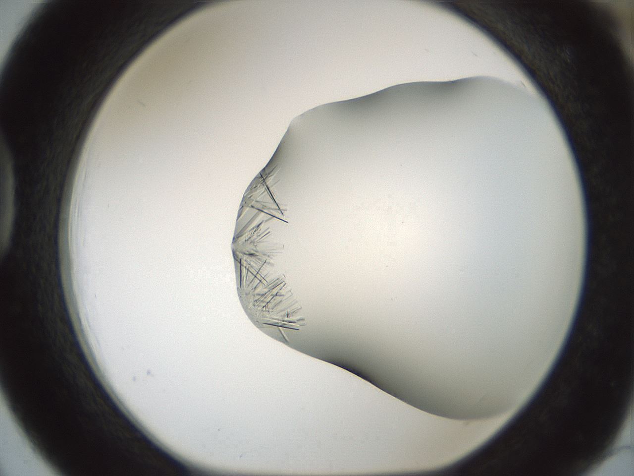 folderID850_plateID2850_batchID15358_wellNum39_profileID1_d1_r232958_ef.jpg