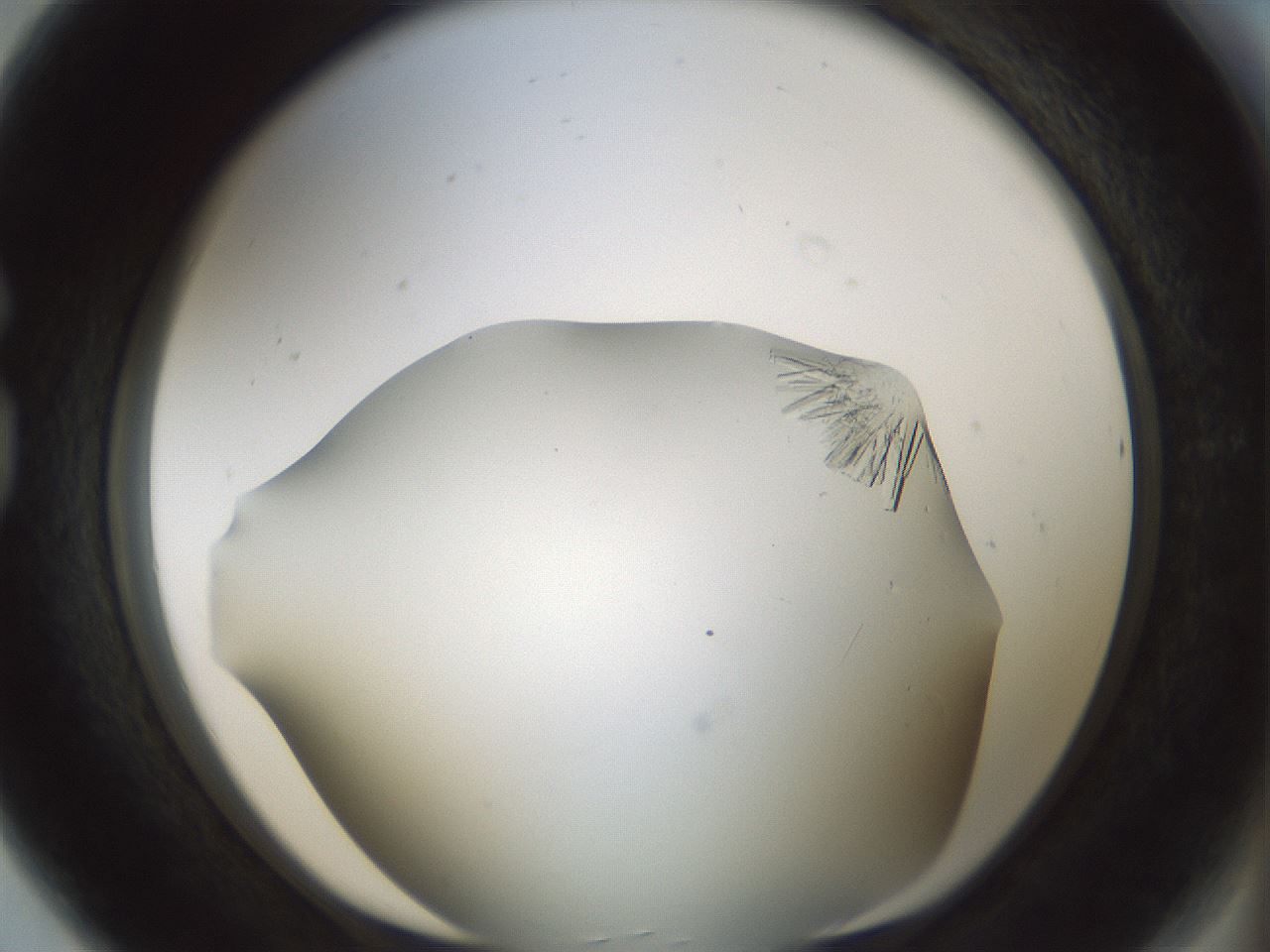 folderID850_plateID2850_batchID15358_wellNum80_profileID1_d1_r232999_ef.jpg