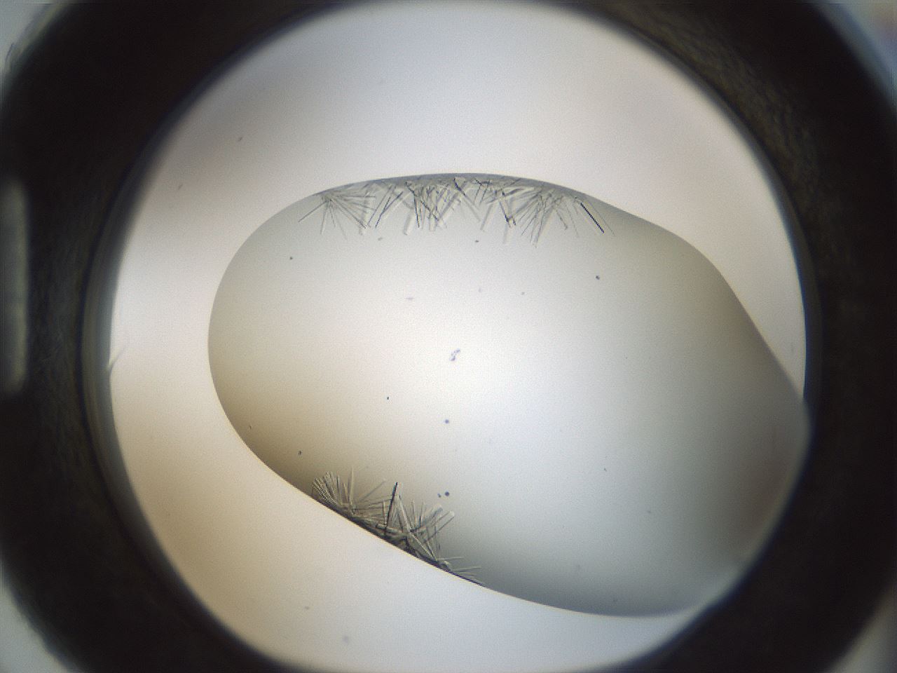 folderID850_plateID2850_batchID15358_wellNum90_profileID1_d1_r233009_ef.jpg