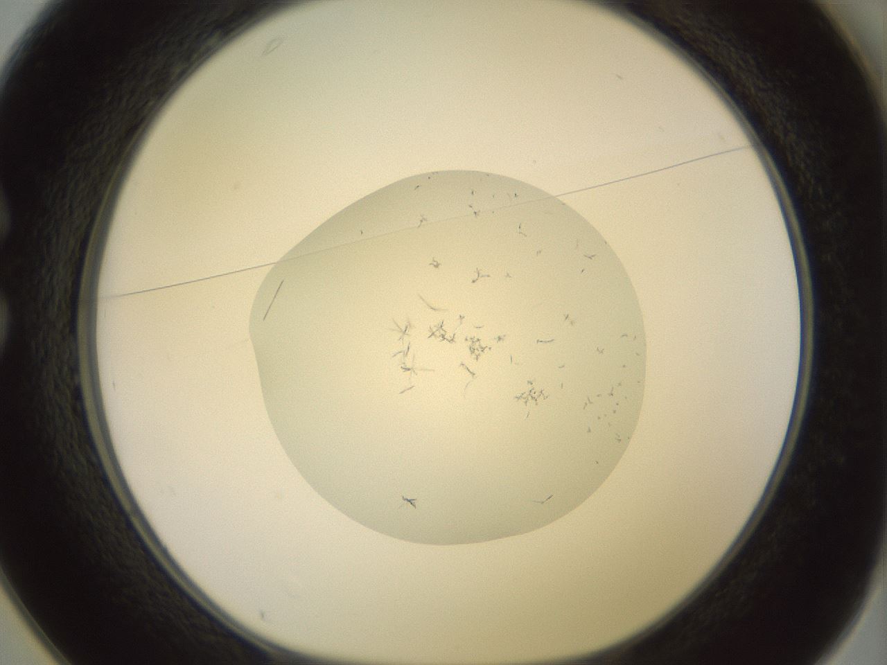 folderID851_plateID1851_batchID7908_wellNum25_profileID1_d1_r124750_ef.jpg