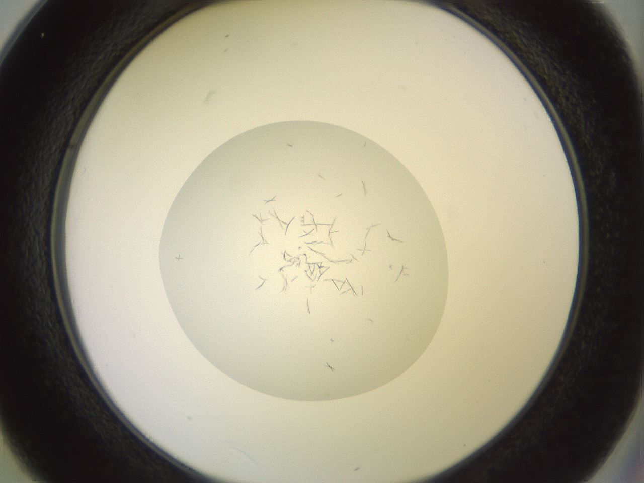 folderID851_plateID1851_batchID7908_wellNum25_profileID1_d2_r124751_ef.jpg
