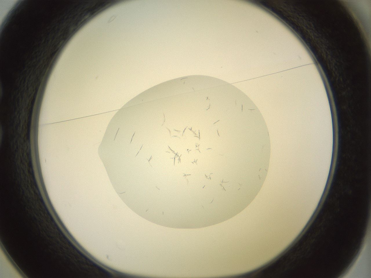 folderID852_plateID1852_batchID7891_wellNum25_profileID1_d1_r123982_ef.jpg